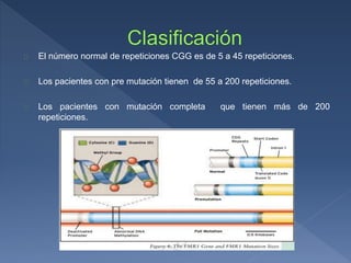 El número normal de repeticiones CGG es de 5 a 45 repeticiones.
Los pacientes con pre mutación tienen de 55 a 200 repeticiones.
Los pacientes con mutación completa que tienen más de 200
repeticiones.
 