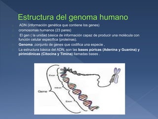 ADN (información genética que contiene los genes)
cromosomas humanos (23 pares)
El gen ( la unidad básica de información capaz de producir una molécula con
función celular específica (proteínas).
Genoma ,conjunto de genes que codifica una especie ,
La estructura básica del ADN, son las bases púricas (Adenina y Guanina) y
pirimidínicas (Citocina y Timina) llamadas bases .
 