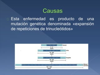 Esta enfermedad es producto de una
mutación genética denominada «expansión
de repeticiones de trinucleótidos»
 