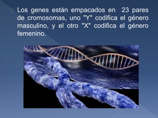 Los genes están empacados en 23 pares
de cromosomas, uno "Y" codifica el género
masculino, y el otro "X" codifica el género
femenino.
 
