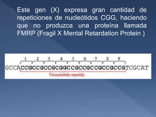 Este gen (X) expresa gran cantidad de
repeticiones de nucleótidos CGG, haciendo
que no produzca una proteína llamada
FMRP (Fragil X Mental Retardation Protein )
 