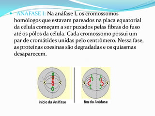  ANAFASE I: Na anáfase I, os cromossomos
homólogos que estavam pareados na placa equatorial
da célula começam a ser puxados pelas fibras do fuso
até os pólos da célula. Cada cromossomo possui um
par de cromátides unidas pelo centrômero. Nessa fase,
as proteínas coesinas são degradadas e os quiasmas
desaparecem.
 
