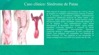 • Óbito fetal de 36 semanas, sexo femenino de 1 625 g y 44 cm
de longitud con múltiples malformaciones externas e internas.
En la necropsia se encontraron múltiples malformaciones
esqueléticas: polidactilia postaxial de ambas manos y pie
izquierdo; arrinia, malformación del sistema nervioso central:
holoprosencefalia alobar; sinoftalmo, probóscide tubular de 3
cm de longitud y otras malformaciones como: hernia
diafragmática de Bochdalek, útero didelfo, vagina septada,
hipoplasia ventricular, hipoplasia o estenosis de arteria
pulmonar, comunicación interventricular, hipertrofia
ventricular derecha y cabalgamiento de aorta (Tetralogía de
Fallot). Estos hallazgos son compatibles con Síndrome de
Patau (Trisomía 13). Este síndrome es una aneuploidia, la
muerte neonatal ocurre en el 80% en el primer mes de vida.
Caso clínico: Síndrome de Patau
Susy Bazán R. ( 2014). Patau Syndrome. Rev Med Hered, 25, 52.
 