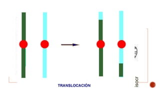 •Cerca del 50% de los casos muestran una monosomía
X (45,X)
•Las anomalías estructurales del cromosoma X son
también frecuentes.
•Isocromosoma
•Deleciones
•Anillos
•Translocaciones.
CARIOTIPO
 
