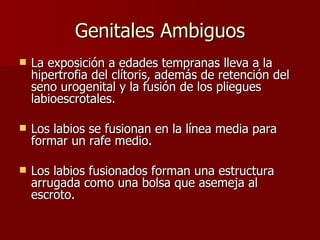 Genitales Ambiguos La exposición a edades tempranas lleva a la hipertrofia del clítoris, además de retención del seno urogenital y la fusión de los pliegues labioescrotales.  Los labios se fusionan en la línea media para formar un rafe medio. Los labios fusionados forman una estructura arrugada como una bolsa que asemeja al escroto. 