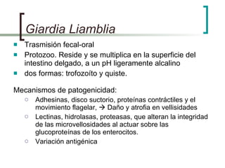 Giardia Liamblia Trasmisión fecal-oral Protozoo. Reside y se multiplica en la superficie del intestino delgado, a un pH ligeramente alcalino  dos formas: trofozoíto y quiste. Mecanismos de patogenicidad:   Adhesinas, disco suctorio, proteínas contráctiles y el movimiento flagelar,    Daño y atrofia en vellisidades Lectinas, hidrolasas, proteasas, que alteran la integridad de las microvellosidades al actuar sobre las glucoproteínas de los enterocitos. Variación antigénica  