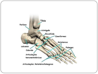 O musculoesternocleidomastóideo afetado se apresenta contraído, em forma de cordão e encurtado.