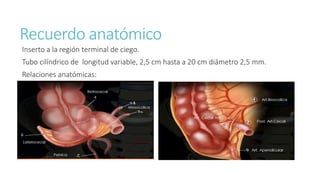 Recuerdo anatómico
Inserto a la región terminal de ciego.
Tubo cilíndrico de longitud variable, 2,5 cm hasta a 20 cm diámetro 2,5 mm.
Relaciones anatómicas:
 