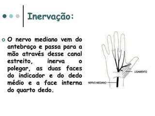 Inervação:
 O nervo mediano vem do
antebraço e passa para a
mão através desse canal
estreito, inerva o
polegar, as duas faces
do indicador e do dedo
médio e a face interna
do quarto dedo.
 