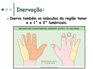 Inervação:
o Inerva também os músculos da região tenar
e o 1° e 2° lumbricais.
 