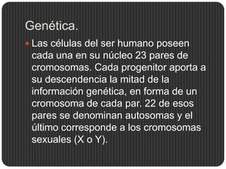 Genética.
 Las células del ser humano poseen
 cada una en su núcleo 23 pares de
 cromosomas. Cada progenitor aporta a
 su descendencia la mitad de la
 información genética, en forma de un
 cromosoma de cada par. 22 de esos
 pares se denominan autosomas y el
 último corresponde a los cromosomas
 sexuales (X o Y).
 