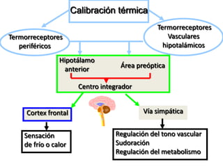 Calibración térmica
                                               Termorreceptores
Termorreceptores                                   Vasculares
   periféricos                                   hipotalámicos

                Hipotálamo
                 anterior           Área preóptica

                       Centro integrador


     Cortex frontal                        Vía simpática


    Sensación                     Regulación del tono vascular
    de frío o calor               Sudoración
                                  Regulación del metabolismo
 