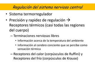 Regulación del sistema nervioso central
• Sistema termorregulador
• Precisión y rapidez de regulación 
  Receptores térmicos (casi todas las regiones
  del cuerpo)
  – Terminaciones nerviosas libres
     • Información acerca de la temperatura del ambiente
     • Información al cerebro conciente que se percibe como
       sensación térmica
  – Receptores del calor (corpúsculos de Ruffini) y
    Receptores del frío (corpúsculos de Krause)
 