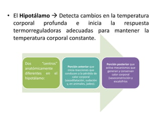 • El Hipotálamo  Detecta cambios en la temperatura
  corporal profunda e inicia la respuesta
  termorreguladoras adecuadas para mantener la
  temperatura corporal constante.


      Dos       “centros”                                Porción posterior que
                               Porción anterior que     activa mecanismos que
      anatómicamente           inicia reacciones que      generan y conservan
      diferentes en el      conducen a la pérdida de          calor corporal
      hipotálamo:                  calor corporal          (vasoconstricción y
                            (vasodilatación, sudación          escalofríos
                              y, en animales, jadeo).
 