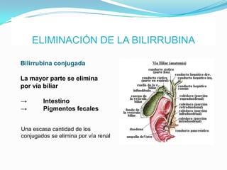ELIMINACIÓN DE LA BILIRRUBINA

Bilirrubina conjugada

La mayor parte se elimina
por vía biliar

→       Intestino
→       Pigmentos fecales


Una escasa cantidad de los
conjugados se elimina por vía renal
 