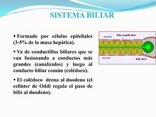 SISTEMA BILIAR

 Formado por células epiteliales
(3-5% de la masa hepática).
 Va de conductillos biliares que se
van fusionando a conductos más
grandes (canalículos) y luego al
conducto biliar común (colédoco).
 El colédoco drena al duodeno (el
esfínter de Oddi regula el paso de
bilis al duodeno).
 