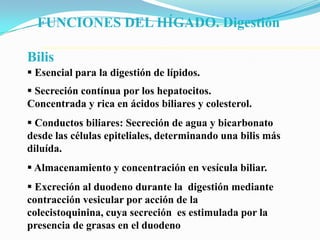 FUNCIONES DEL HÍGADO. Digestión

Bilis
 Esencial para la digestión de lípidos.
 Secreción contínua por los hepatocitos.
Concentrada y rica en ácidos biliares y colesterol.
 Conductos biliares: Secreción de agua y bicarbonato
desde las células epiteliales, determinando una bilis más
diluída.
 Almacenamiento y concentración en vesícula biliar.
 Excreción al duodeno durante la digestión mediante
contracción vesicular por acción de la
colecistoquinina, cuya secreción es estimulada por la
presencia de grasas en el duodeno
 