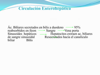 Circulación Enterohepática



Ác. Biliares secretados en bilis a duodeno         95%
reabsorbidos en íleon         Sangre        Vena porta
Sinusoides hepáticos              Hepatocitos extraen ac. biliares
de sangre sinusoidal        Resecretados hacia el canalículo
biliar        Bilis
 