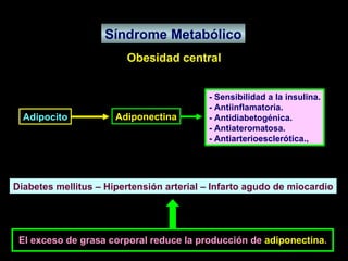 Síndrome Metabólico Obesidad central El exceso de grasa corporal reduce la producción de  adiponectina . Adipocito Adiponectina - Sensibilidad a la insulina. - Antiinflamatoria. - Antidiabetogénica. - Antiateromatosa. - Antiarterioesclerótica., Diabetes mellitus – Hipertensión arterial – Infarto agudo de miocardio 