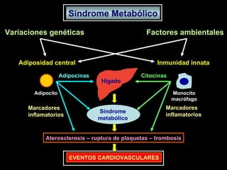 Síndrome Metabólico Variaciones genéticas Factores ambientales Adiposidad central Inmunidad innata Adipocito Monocito macrófago Adipocinas Citocinas Hígado Síndrome metabólico Aterosclerosis – ruptura de plaquetas – trombosis EVENTOS CARDIOVASCULARES Marcadores inflamatorios Marcadores inflamatorios 