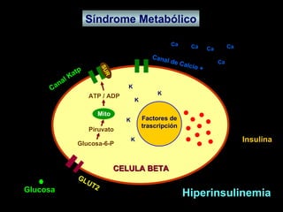 Síndrome Metabólico Hiperinsulinemia Glucosa-6-P Piruvato ATP / ADP Factores de trascripción GLUT2 Canal Katp Canal de Calcio + Glucosa K K K K K Ca Ca Ca Ca Ca Insulina CELULA BETA Mito SUR 