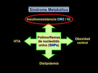 Síndrome Metabólico Dislipidemia Polimorfismos de nucleotido unico ( SNPs ) HTA Insulinoresistencia  DM2  /  IG Obesidad central 