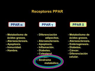 PPAR   PPAR   PPAR   - Metabolismo de ácidos grasos. - Ateroesclerosis. - Apoptosis. - Inmunidad. - Hambre. - Diferenciación adipocitos. - Ateroesclerosis. - Apoptosis. - Inflamación. - Diabetes. - Colesterol. - Cáncer. - Síndrome metabólico. - Metabolismo de ácidos grasos. - Ateroesclerosis. - Embriogénesis. - Diabetes. - Cáncer. - Diferenciación celular. Receptores PPAR 