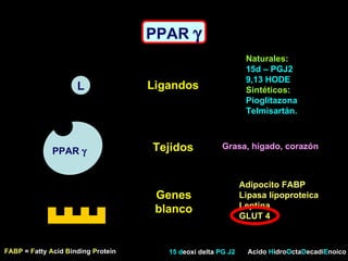 PPAR   L PPAR   Ligandos Tejidos Naturales: 15d – PGJ2 9,13 HODE Sintéticos: Pioglitazona Telmisartán. Acido  H idro O cta D ecadi E noico 15 d eoxi delta  PG J2 Grasa, hígado, corazón Genes blanco Adipocito FABP Lipasa lipoproteica Leptina GLUT 4 FABP  =  F atty  A cid  B inding  P rotein  