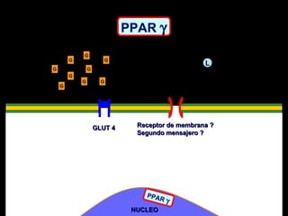 PPAR   G G G G G G G G G NUCLEO PPAR   L GLUT 4 Receptor de membrana ? Segundo mensajero ? 