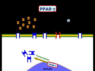 PPAR   G G G G G G G NUCLEO PPAR   L G G Transcripción 