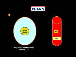 HDL Aumento de la expresión del gen LPL PPAR   TG PPAR 
