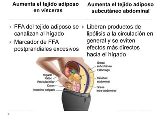 Aumenta el tejido adiposo
en vísceras
 FFA del tejido adiposo se
canalizan al hígado
 Marcador de FFA
postprandiales excesivos
Aumenta el tejido adiposo
subcutáneo abdominal
 Liberan productos de
lipólisis a la circulación en
general y se eviten
efectos más directos
hacia el hígado
 