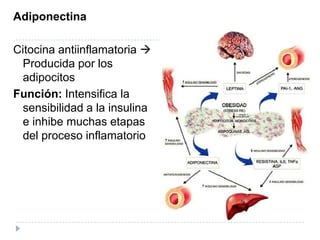 Adiponectina
Citocina antiinflamatoria 
Producida por los
adipocitos
Función: Intensifica la
sensibilidad a la insulina
e inhibe muchas etapas
del proceso inflamatorio
 