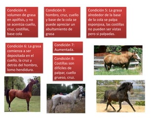 Condición 4:
volumen de grasa
en apófisis, y no
se acentúa cuello,
cruz, costillas,
base cola
Condición 5: La grasa
alrededor de la base
de la cola se palpa
esponjosa, las costillas
no pueden ser vistas
pero si palpadas.
Condición 6: La grasa
comienza a ser
depositada en el
cuello, la cruz y
detrás del hombro,
lomo hendidura.
Condición 7:
Aumentada.
Condición 8:
Costillas son
difíciles de
palpar, cuello
grueso, cruz.
Condición 9:
hombro, cruz, cuello
y base de la cola se
puede apreciar un
abultamiento de
grasa
 