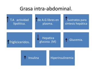 Grasa intra-abdominal.
T.A actividad
lipolitica.
de A.G libres en
plasma.
Sustratos para
síntesis hepática
Trigliciceridos.
Hepatica
glucosa. (M)
Glucemia.
Insulina Hiperinsulinemia
 
