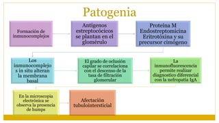 Patogenia
Formación de
inmunocomplejos
Antígenos
estreptocócicos
se plantan en el
glomérulo
Proteína M
Endostreptomicina
Eritrotóxina y su
precursor cimógeno
Los
inmunocomplejo
s in situ alteran
la membrana
basal
El grado de oclusión
capilar se correlaciona
con el descenso de la
tasa de filtración
glomerular
La
inmunofluorescencia
permite realizar
diagnostico diferencial
con la nefropatía IgA
En la microscopia
electrónica se
observa la presencia
de humps
Afectación
tubulointersticial
 