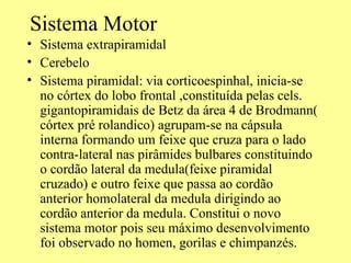 Sistema Motor  Sistema extrapiramidal Cerebelo  Sistema piramidal: via corticoespinhal, inicia-se no córtex do lobo frontal ,constituída pelas cels. gigantopiramidais de Betz da área 4 de Brodmann( córtex pré rolandico) agrupam-se na cápsula interna formando um feixe que cruza para o lado contra-lateral nas pirâmides bulbares constituindo o cordão lateral da medula(feixe piramidal cruzado) e outro feixe que passa ao cordão anterior homolateral da medula dirigindo ao cordão anterior da medula. Constitui o novo sistema motor pois seu máximo desenvolvimento foi observado no homen, gorilas e chimpanzés. 