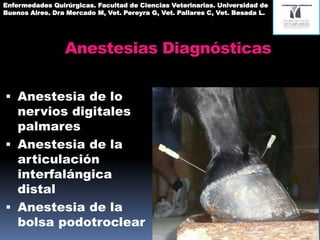Anestesias Diagnósticas
 Anestesia de lo
nervios digitales
palmares
 Anestesia de la
articulación
interfalángica
distal
 Anestesia de la
bolsa podotroclear
Enfermedades Quirúrgicas. Facultad de Ciencias Veterinarias. Universidad de
Buenos Aires. Dra Mercado M, Vet. Pereyra G, Vet. Pallares C, Vet. Besada L.
 