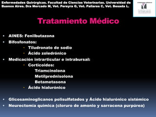 Tratamiento Médico
 AINES: Fenilbutazona
 Bifosfonatos:
 Tiludronato de sodio
 Ácido zoledrónico
 Medicación intrarticular e intrabursal:
 Corticoides:
Triamcinolona
Metilprednisolona
Betametasona
 Ácido hialurónico
 Glicosaminoglicanos polisulfatados y Ácido hialurónico sistémico
 Neurectomía química (cloruro de amonio y sarracena purpúrea)
Enfermedades Quirúrgicas. Facultad de Ciencias Veterinarias. Universidad de
Buenos Aires. Dra Mercado M, Vet. Pereyra G, Vet. Pallares C, Vet. Besada L.
 