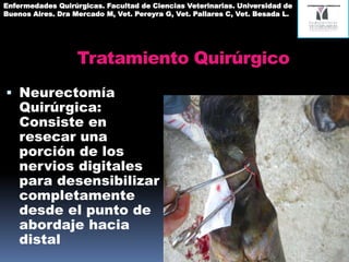 Tratamiento Quirúrgico
 Neurectomía
Quirúrgica:
Consiste en
resecar una
porción de los
nervios digitales
para desensibilizar
completamente
desde el punto de
abordaje hacia
distal
Enfermedades Quirúrgicas. Facultad de Ciencias Veterinarias. Universidad de
Buenos Aires. Dra Mercado M, Vet. Pereyra G, Vet. Pallares C, Vet. Besada L.
 