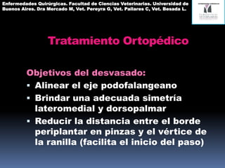 Tratamiento Ortopédico
Objetivos del desvasado:
 Alinear el eje podofalangeano
 Brindar una adecuada simetría
lateromedial y dorsopalmar
 Reducir la distancia entre el borde
periplantar en pinzas y el vértice de
la ranilla (facilita el inicio del paso)
Enfermedades Quirúrgicas. Facultad de Ciencias Veterinarias. Universidad de
Buenos Aires. Dra Mercado M, Vet. Pereyra G, Vet. Pallares C, Vet. Besada L.
 