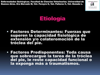 Etiología
Fuerzas biomecánicas que superen la
capacidad fisiológica de extensión
y/o colateromoción de la tróclea del
pie
Enfermedades Quirúrgicas. Facultad de Ciencias Veterinarias. Universidad de
Buenos Aires. Dra Mercado M, Vet. Pereyra G, Vet. Pallares C, Vet. Besada L.
 