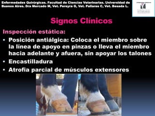 Signos Clínicos
Inspección estática:
 Posición antiálgica: Apoya en pinzas o lleva
el miembro hacia adelante y afuera, sin
apoyar los talones
 Encastilladura
 Atrofia parcial de músculos extensores
Enfermedades Quirúrgicas. Facultad de Ciencias Veterinarias. Universidad de
Buenos Aires. Dra Mercado M, Vet. Pereyra G, Vet. Pallares C, Vet. Besada L.
 