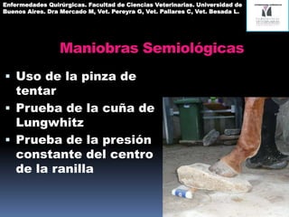 Maniobras Semiológicas
 Uso de la pinza de
tentar
 Prueba de la cuña de
Lungwitz
 Prueba de la presión
constante del centro
de la ranilla
Enfermedades Quirúrgicas. Facultad de Ciencias Veterinarias. Universidad de
Buenos Aires. Dra Mercado M, Vet. Pereyra G, Vet. Pallares C, Vet. Besada L.
 