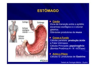 ESTÔMAGO

      Cárdia
    Zona de transição entre o epitélio
    escamoso esofágico e o colunar
    gástrico.
    Glândulas produtoras de muco

      Corpo e Fundo
    Células parietais: produção ácida
    e Fator intrínseco
    Células Principais: pepsinogênio
    (Bomba Protônica H - K - ATPase)

      Antro e Piloro
    Células G: produtoras de Gastrina

              Tratado de Fisiologia Médica - Guyton
 