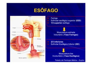 ESÔFAGO
    Faringe
    Esfíncter esofágico superior (EES)
                                 (EES)
    1/3 superior esôfago



          Musculatura estriada
       Voluntário ( Fase Faríngea)
                         Faríngea)


    2/3 inferiores
    Esfíncter Esofágico Inferior (EEI)
                                 (EEI)



            Musculatura lisa
     Involuntário ( Fase Esofágica)
                         Esofágica)

        Tratado de Fisiologia Médica - Guyton
 