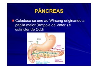 PÂNCREAS
Colédoco se une ao Wirsung originando a
papila maior (Ampola de Vater ) e
esfíncter de Oddi
 