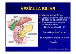 VESÍCULA BILIAR
         Víscera oca, piriforme
         Localiza-
         Localiza-se sob o lobo direito
         do fígado ( hipocôndrio D)
         Função de armazenar e
         concentrar a bile
            Ducto hepático D + E
                       ↓
          Ducto Hepático Comum

        D. Hepático Comum + Cístico
                       ↓
                  Colédoco

               Tratado de Fisiologia Médica - Guyton
 