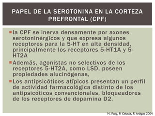 la CPF se inerva densamente por axones
serotoninérgicos y que expresa algunos
receptores para la 5-HT en alta densidad,
principalmente los receptores 5-HT1A y 5-
HT2A
Además, agonistas no selectivos de los
receptores 5-HT2A, como LSD, poseen
propiedades alucinógenas,
Los antipsicóticos atípicos presentan un perfil
de actividad farmacológica distinto de los
antipsicóticos convencionales, bloqueadores
de los receptores de dopamina D2.
PAPEL DE LA SEROTONINA EN LA CORTEZA
PREFRONTAL (CPF)
M. Puig, P. Celada, F. Artigas 2004
 
