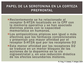 Recientemente se ha relacionado al
receptor 5-HT2A localizado en la CPF con
la memoria operativa y se han asociado
distintos alelos con la capacidad
memorística en humanos.
Los antipsicóticos atípicos son igual o más
efectivos que los fármacos convencionales
y presentan una mayor afinidad por el
receptor 5-HT2A que por los receptores D2
Esta menor afinidad por los receptores D2
se traduce en un menor bloqueo de las
acciones de la dopamina en la vía
nigroestriatal y, en una reducción drástica
de los efectos secundarios motores.
PAPEL DE LA SEROTONINA EN LA CORTEZA
PREFRONTAL
M. Puig, P. Celada, F. Artigas 2004
 